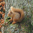Local Red Squirrel