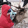 Cairngorm Reindeer Centre