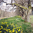 Banks Of The River Avon